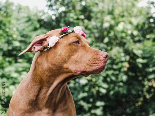 Wallpaper Mural Lovable, adorable puppy of chocolate color. Close-up, outdoor. Day light. Concept of care, education, obedience training, raising pets Torontodigital.ca
