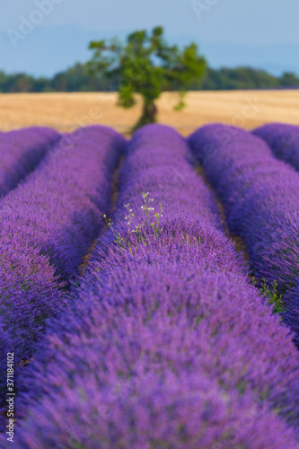 Lavender (lavandin) Fields, Valensole Plateau, Alpes Haute Provence, France, Europe