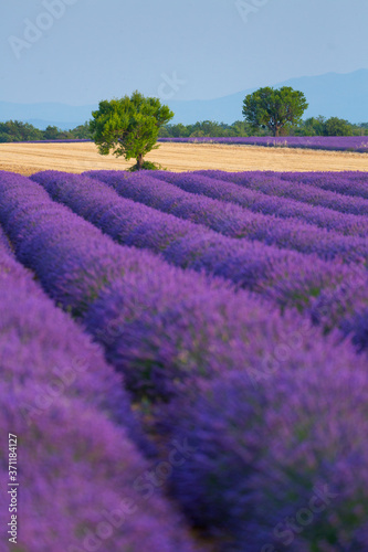 Lavender (lavandin) Fields, Valensole Plateau, Alpes Haute Provence, France, Europe