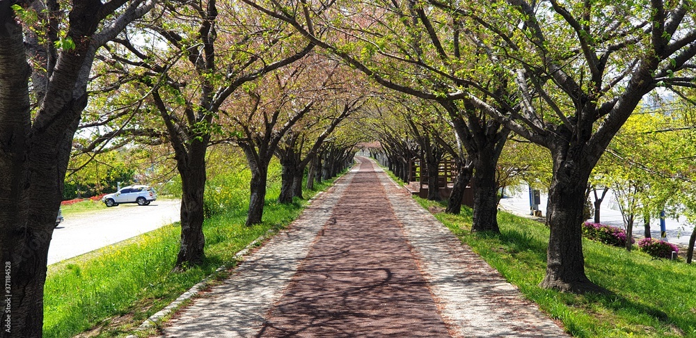 Busan bike path and flowering trees in Korea