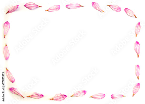 Frame made of pink petals flower chrysanthemum white background