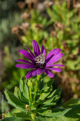 Mariposa en margarita lila