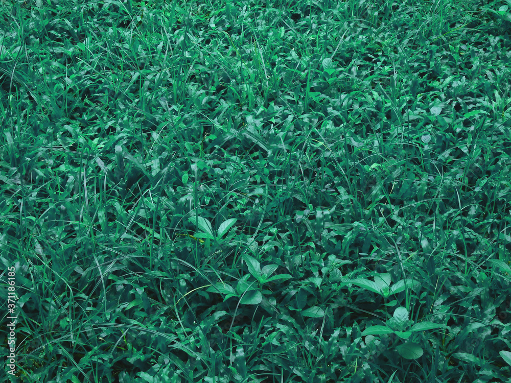 plant and grass of weed on the ground plant and grass of weed on the ground