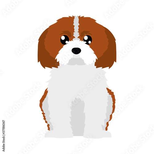 cavalier dog icon, flat style