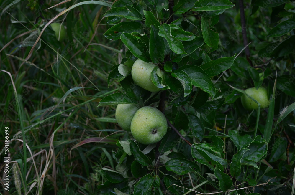 green apples on a vine