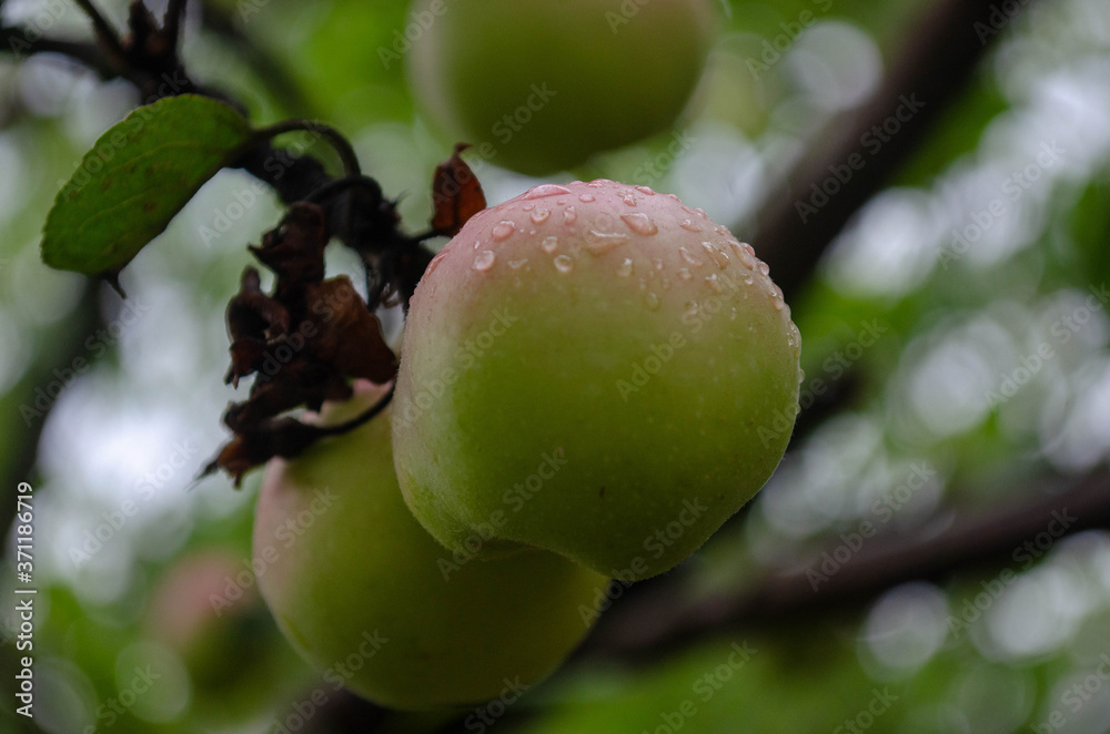 green apple on tree green apple on tree