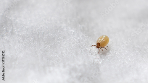 Ixoid mite in macro focus on a white cotton swab photo