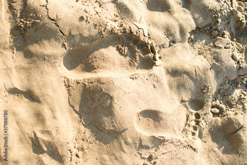 Sand on the shore the footsteps of a man