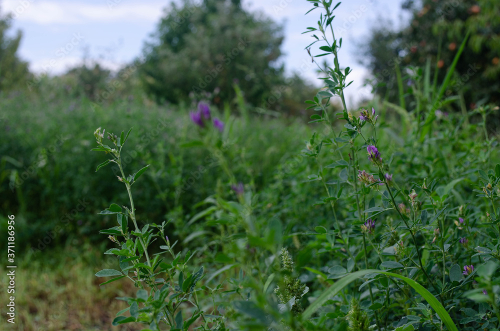 Fototapeta premium flowers in the field