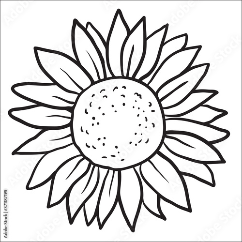 Sunflower. Vector image of hand drawn sunflowers isolated on white background at retro style