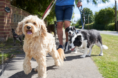 Young male dog walker walking dogs along surburban street