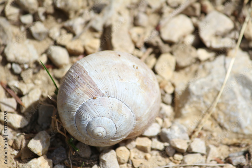 Snail shell Snail shell