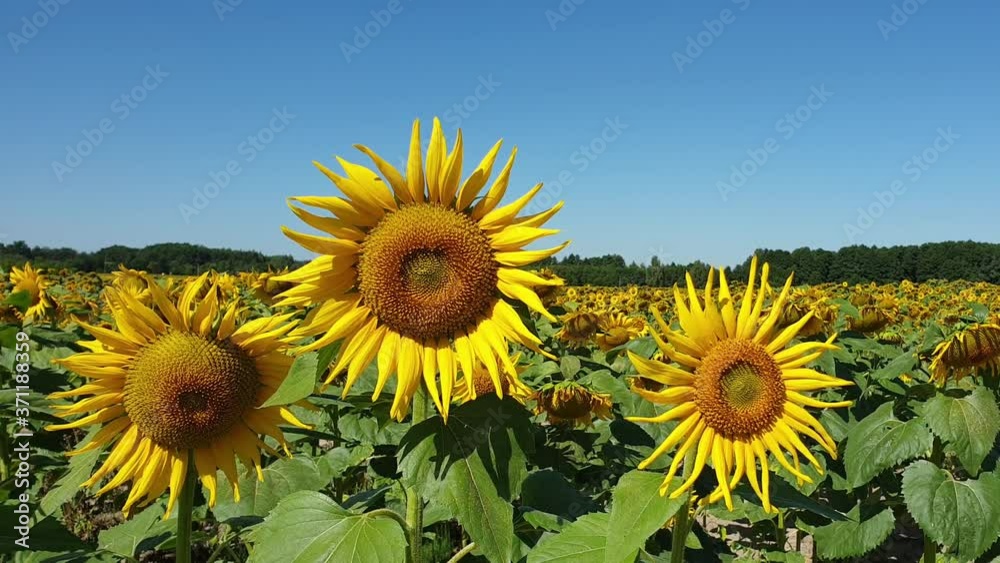 Sunflowers on the field in sunny summer day Sunflowers on the field in sunny summer day