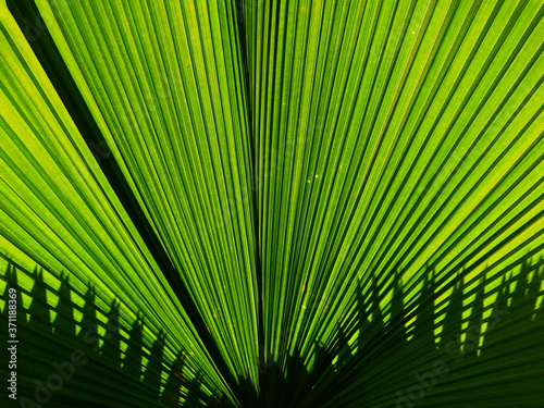 green palm leaf with shadow