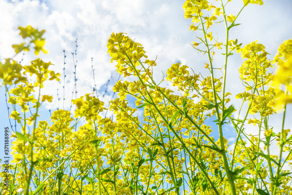 View onto Rapeseed flowers from ground. Summer sky is on blurred background View onto Rapeseed flowers from ground. Summer sky is on blurred background