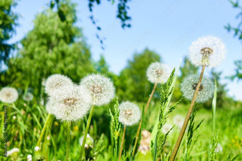 Close view onto blowballs of dandelion flowers. Forest is on blurred background Close view onto blowballs of dandelion flowers. Forest is on blurred background