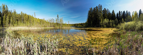 Forest lake surrounded by lush vegetation overgrown with grass and mud . Panorama.
