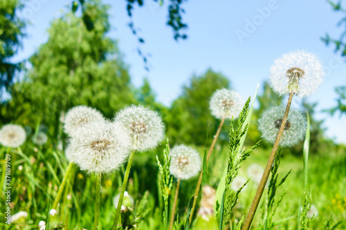 Close view onto blowballs of dandelion flowers. Forest is on blurred background