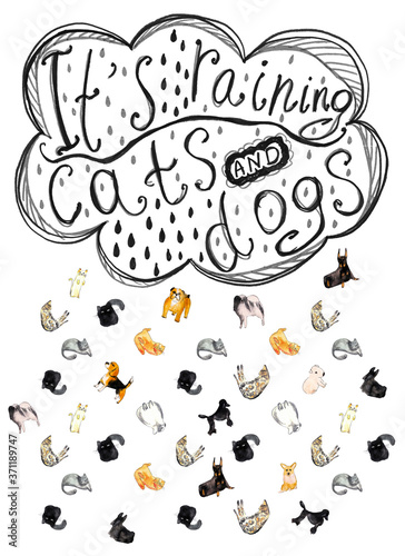 Photography It's raining cats and dogs
