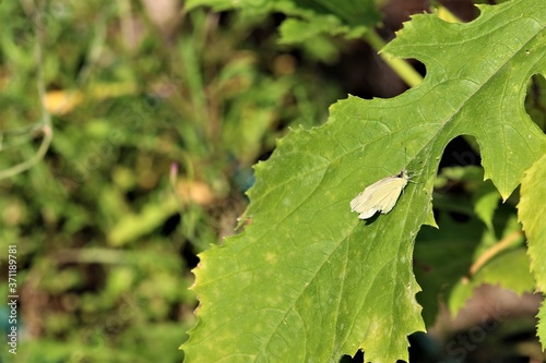 Cabbage white butterfly on a zucchini leaf-pieris brassicae