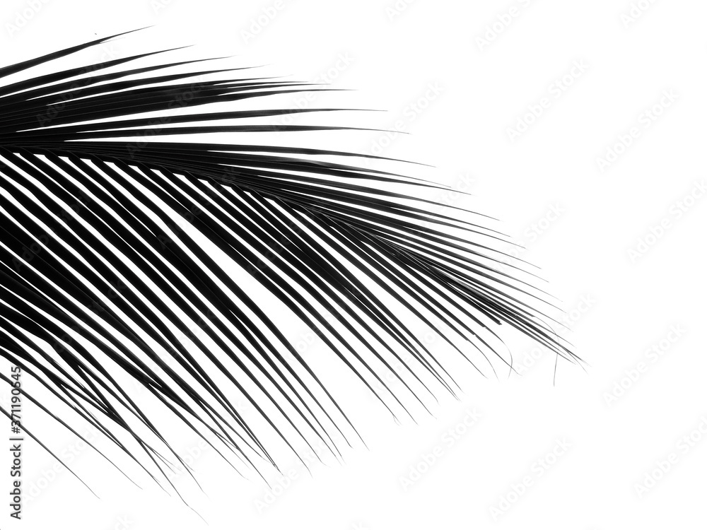 Fototapeta premium beautiful palm leaf isolated on white background, silhouette style