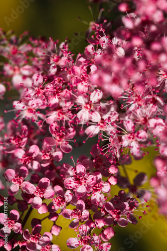 Teder Queen of the Prairie flowers also known as Filipendula pink blossoms blooming in summer. photo