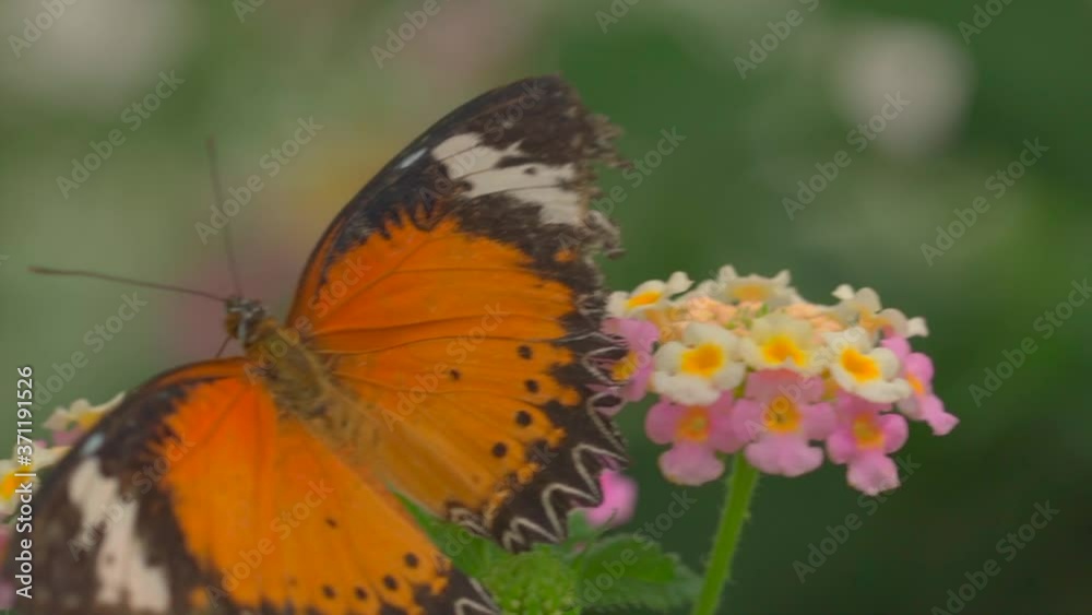 Macro slow motion shot of monarch butterfly jumping from flower to flower in nature Macro slow motion shot of monarch butterfly jumping from flower to flower in nature