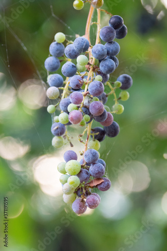 Close-up of bunches of   grapes on vine