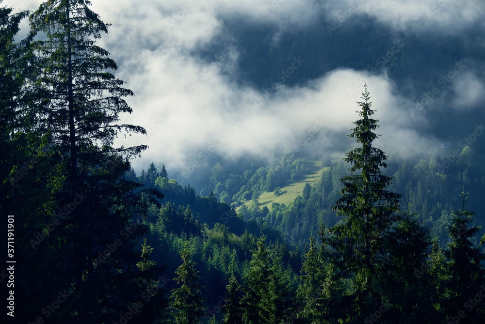 Mountains overgrown with coniferous forest with fog. Beautiful green mountain landscape