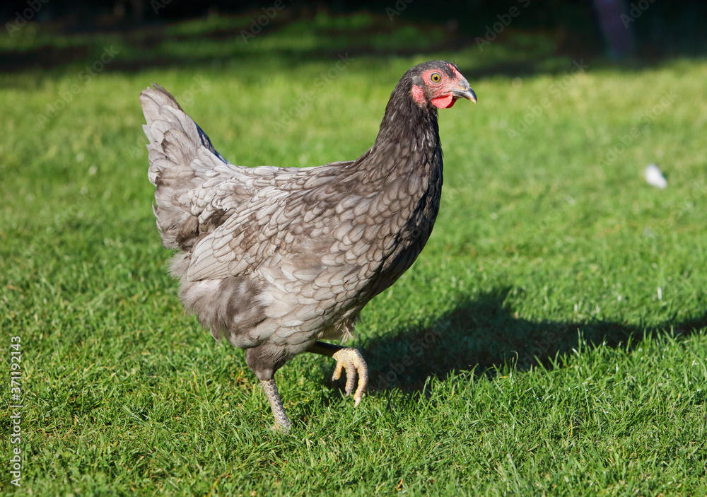Fototapeta premium Hen and green grass - free range chicken - one