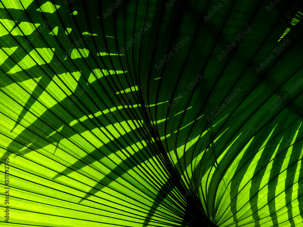 Fototapeta premium beautiful palm leaves of tree in sunlight
