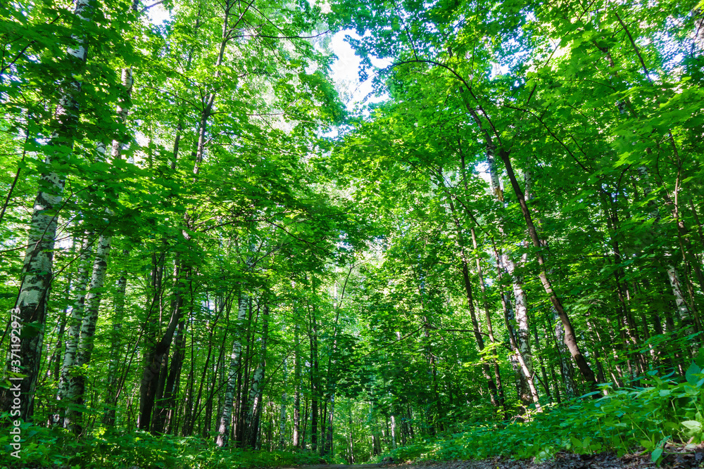 Pathway in forest or park using for walking & riding the bicycle. Shot from ground (as forest animals see it) Pathway in forest or park using for walking & riding the bicycle. Shot from ground (as forest animals see it)