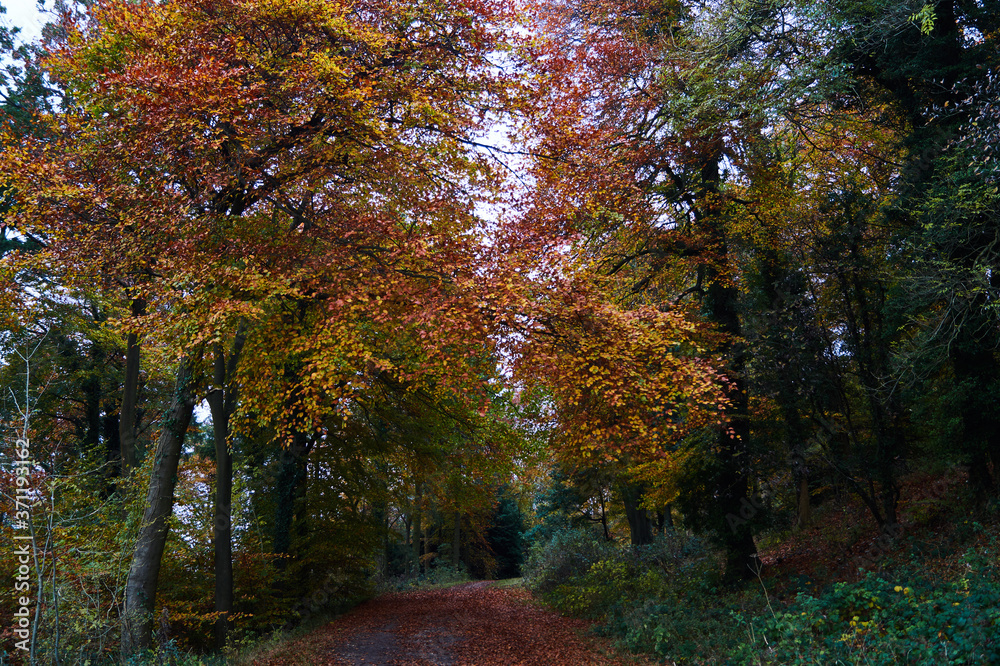 Autumn woods and path