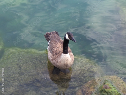 Cygne 