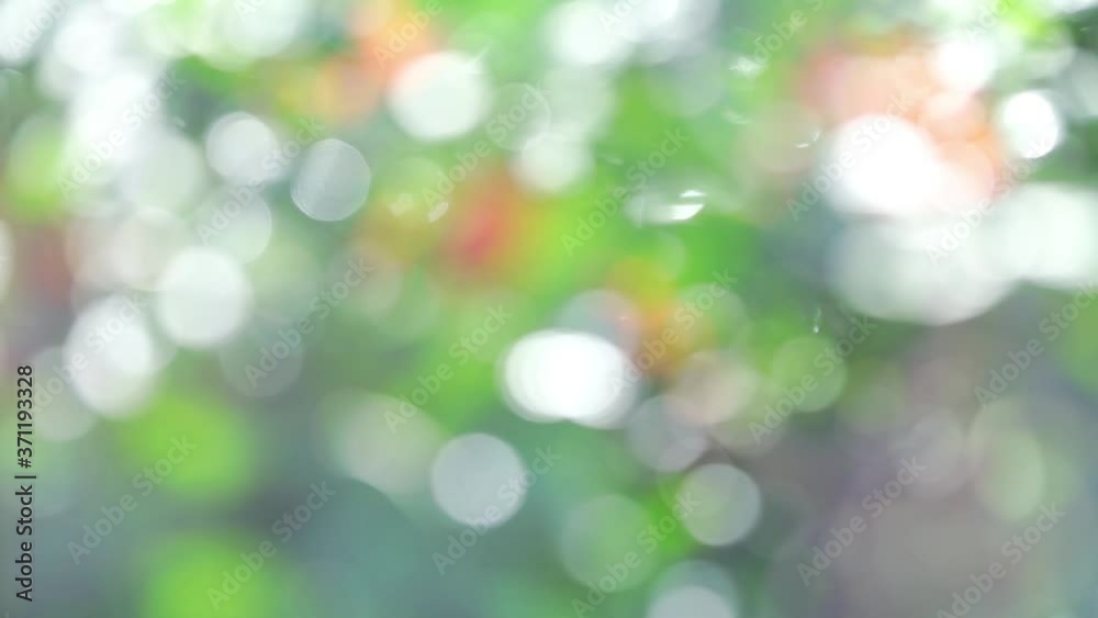 Abstract Bokeh Blurred And Lights Leak Background From natural tropical forest. Abstract Bokeh Blurred And Lights Leak Background From natural tropical forest.