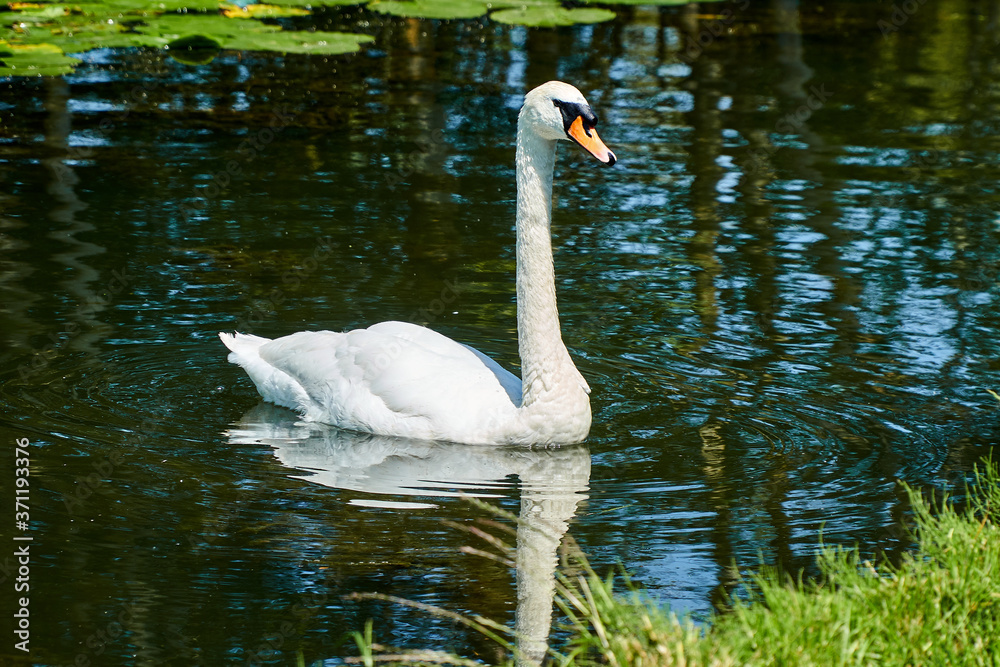 Swan with lily pads Swan with lily pads