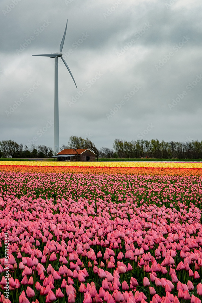 Holland landscape of flowers, tulips and wind power