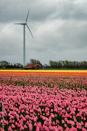 Holland landscape of flowers, tulips and wind power