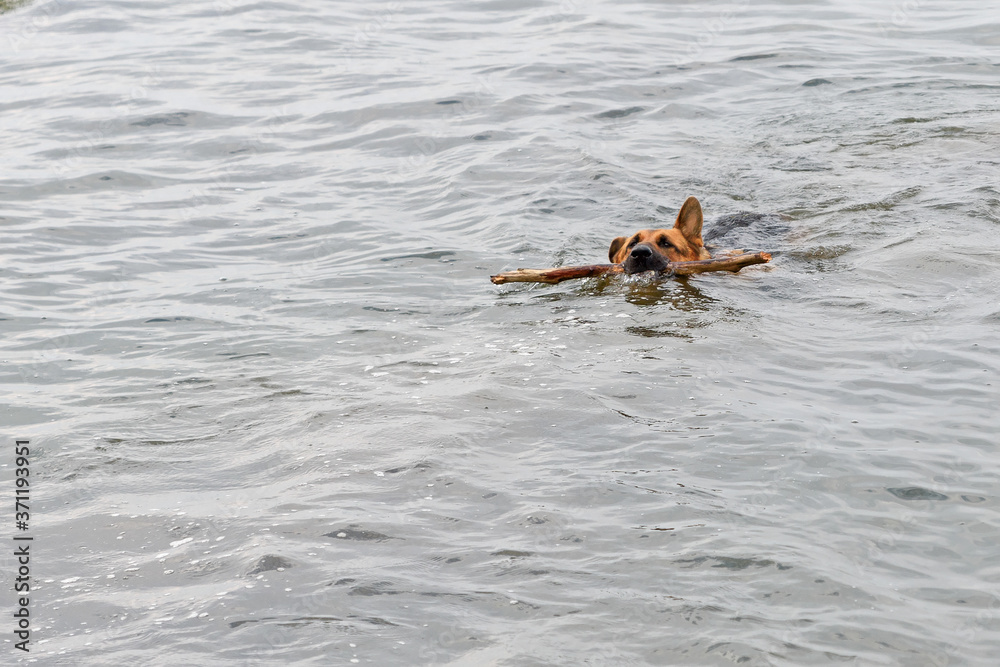 Dog swims with a stick in his teeth to the shore.