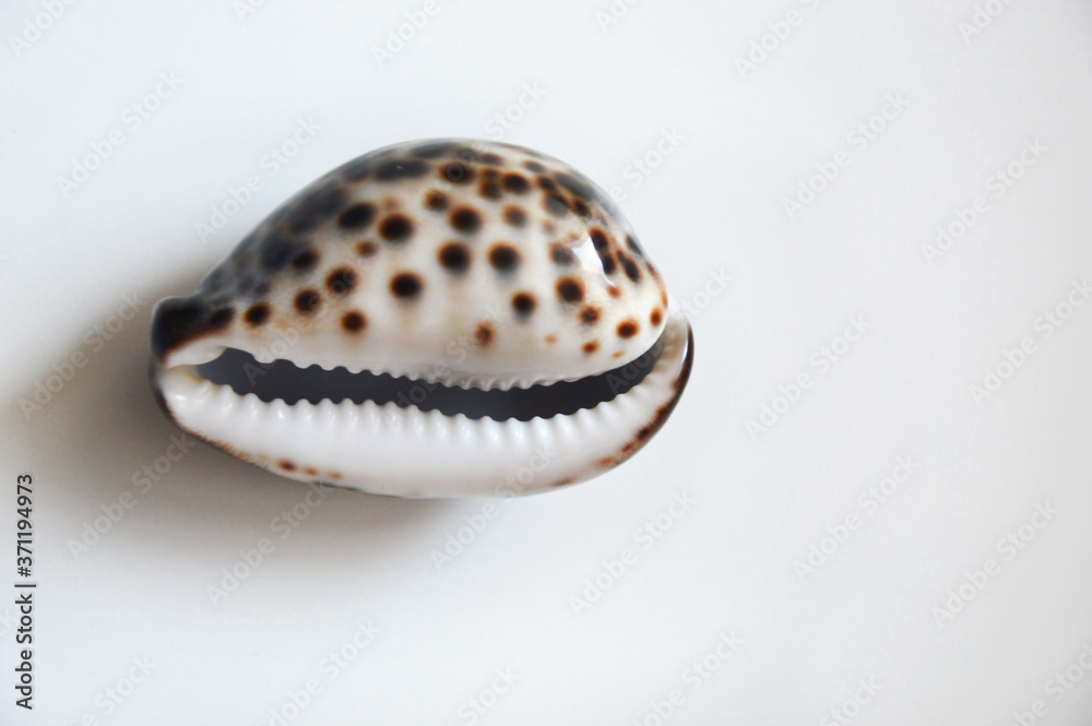 sea shell. a mottled brown and white shell on a light background. decor.