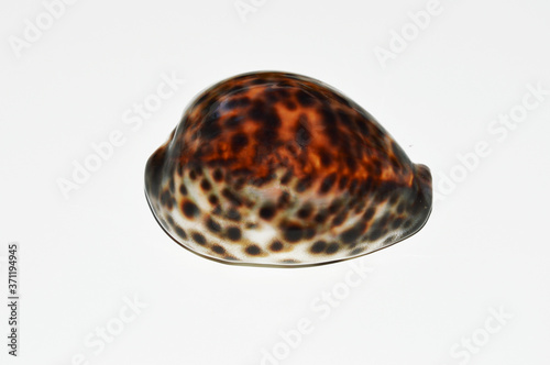sea shell. a mottled brown and white shell on a light background. decor.