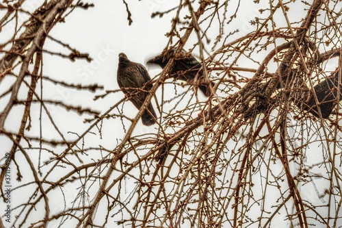 crow on tree