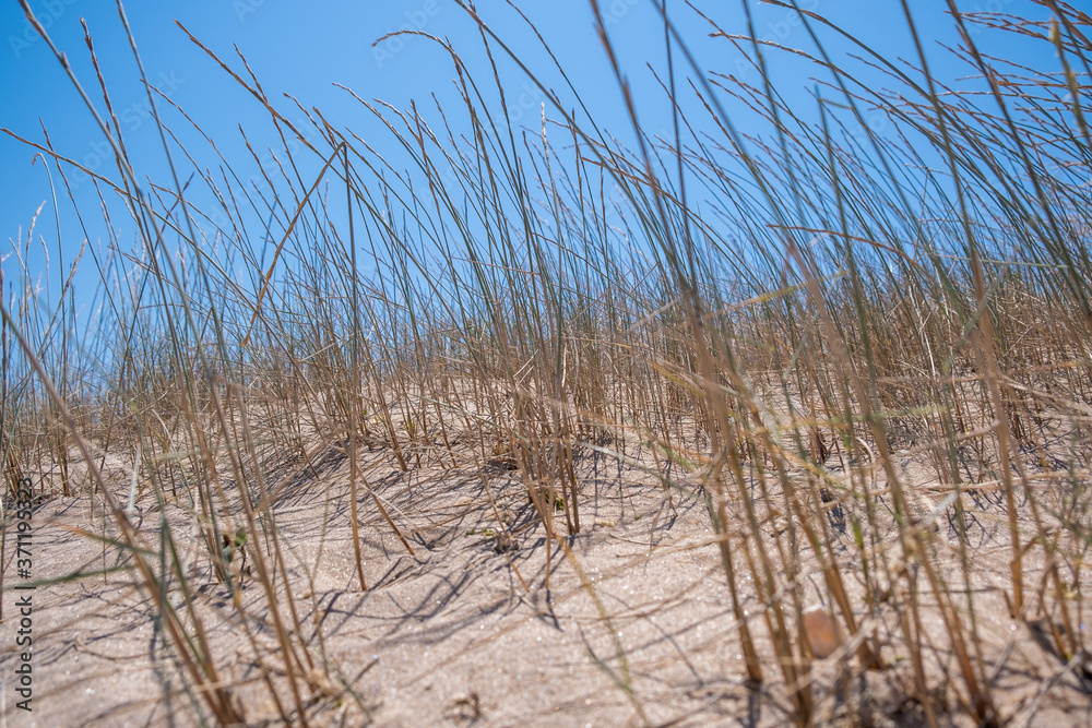 Fototapeta premium grass on the dunes sand on the beach , beachgrass with blue sky background