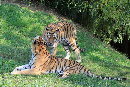 coppia di tigri in atteggiamento affettuoso illustrazione per telo mare accappatoio placemate coperta quadro alta risoluzione