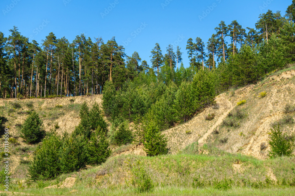 Former industrial quarry overgrowing by pine forest. Almost all the human traces hidden except steep slops (it was former working area) Former industrial quarry overgrowing by pine forest. Almost all the human traces hidden except steep slops (it was former working area)