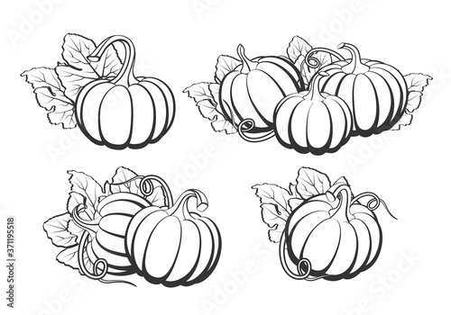 Pumpkins with leaves, silhouette on white background.