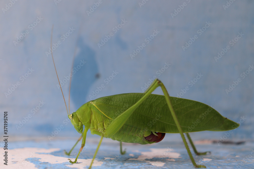 Indian big green locust also called Katydi, bush crickets, Scudderia ...