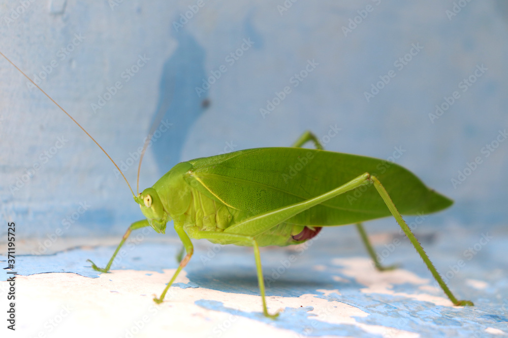 Indian big green locust also called Katydi, bush crickets, Scudderia ...
