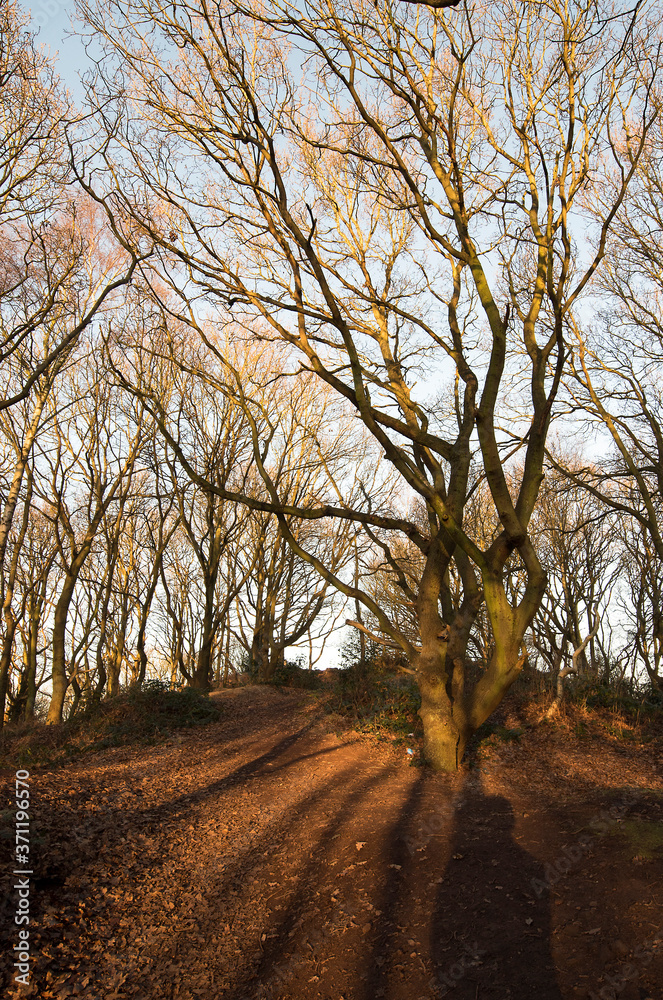 Bare autumn woodland trees