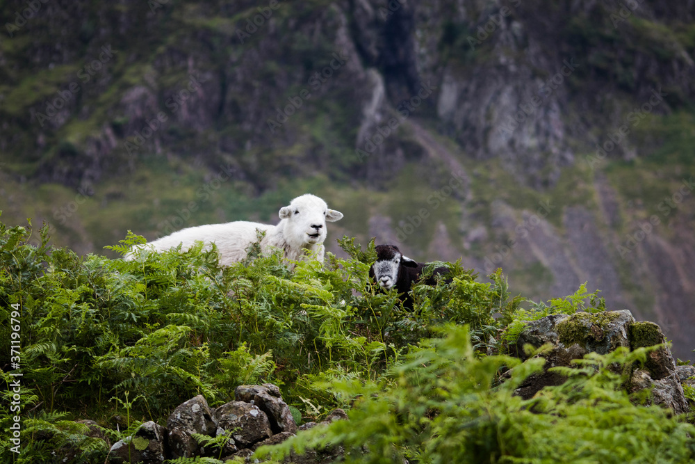 Fototapeta premium sheep in the mountains